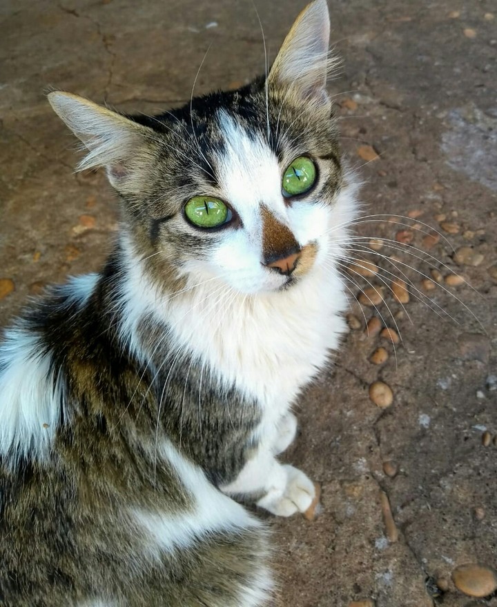cat