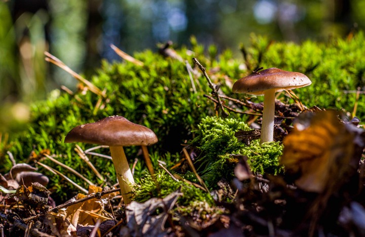 Forest