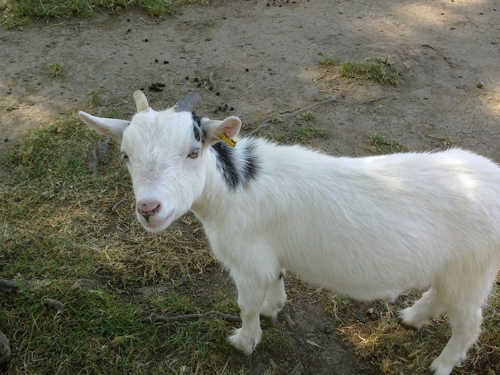 goat