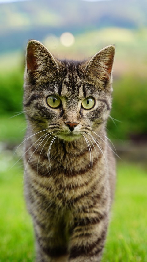 cat