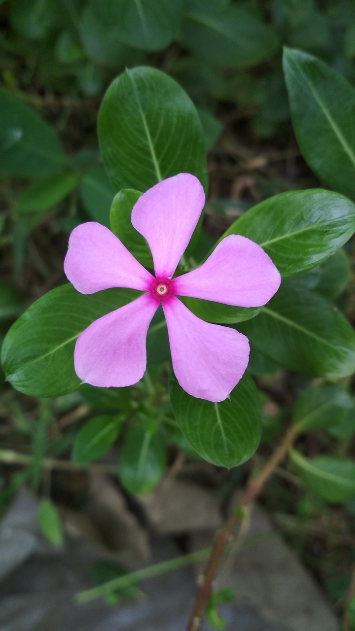 #Flower