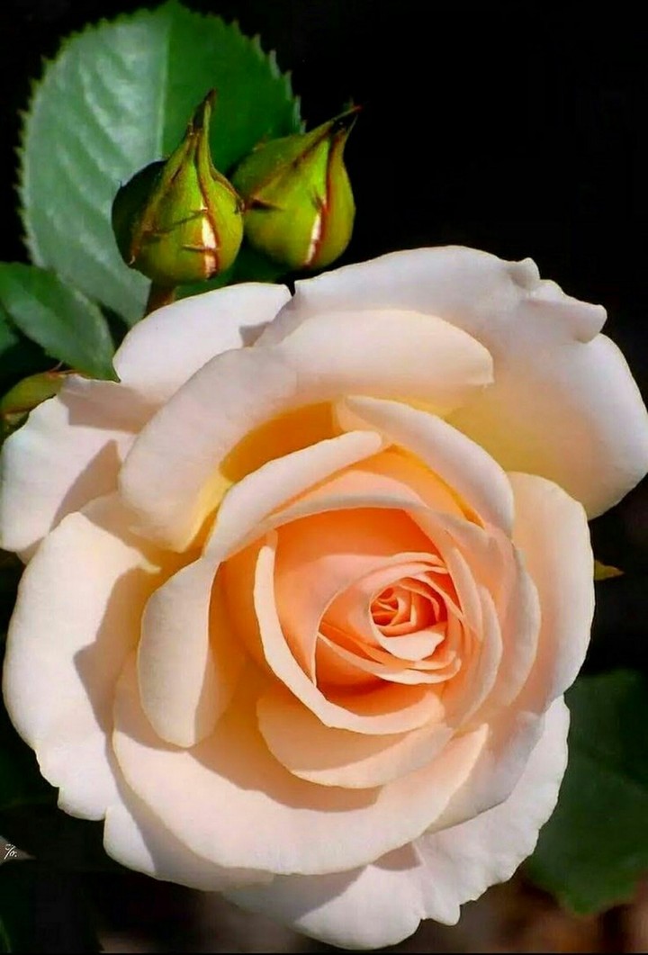 ♥