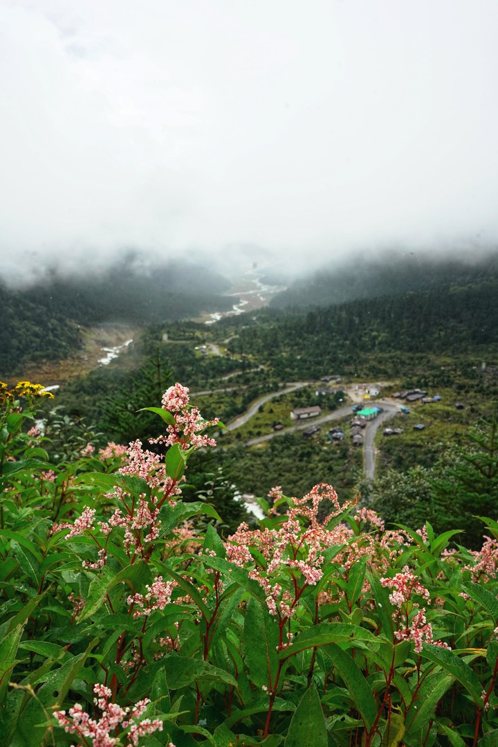 Valley of Flowers