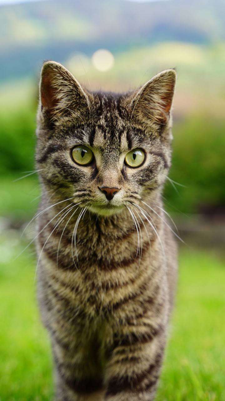 cat