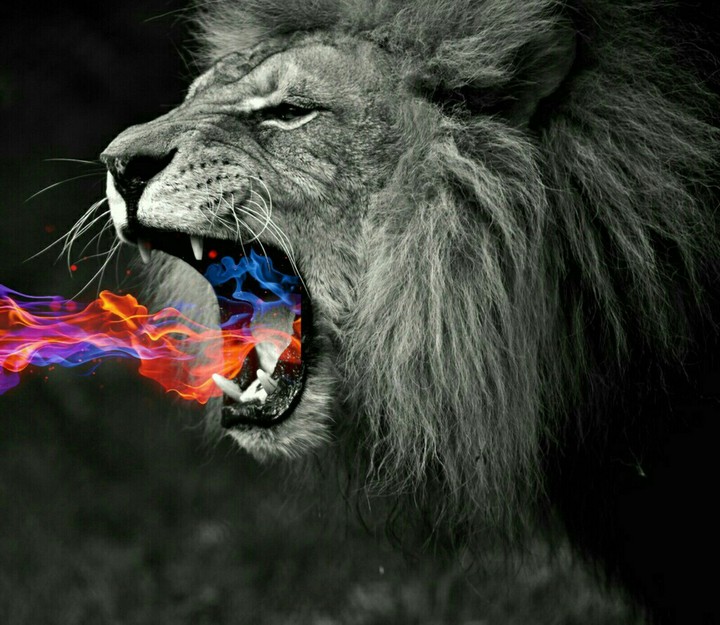 lion roaring