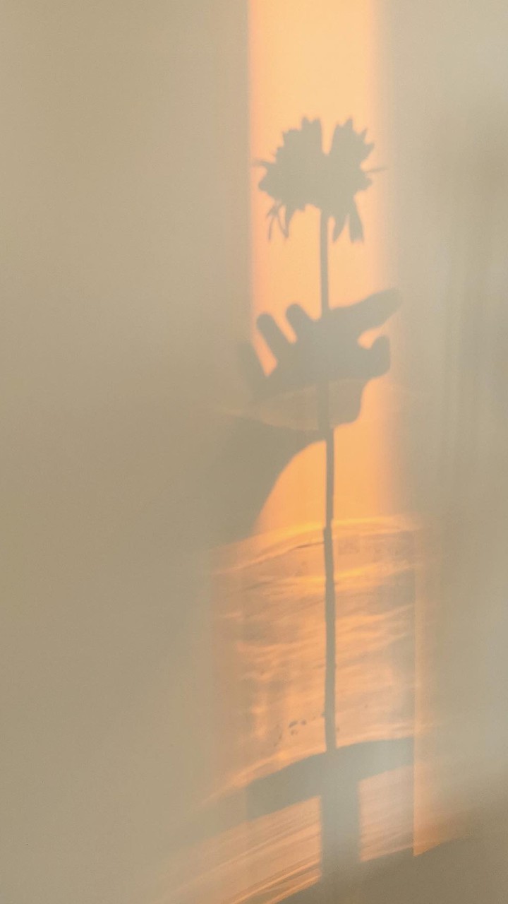 Sunlight
