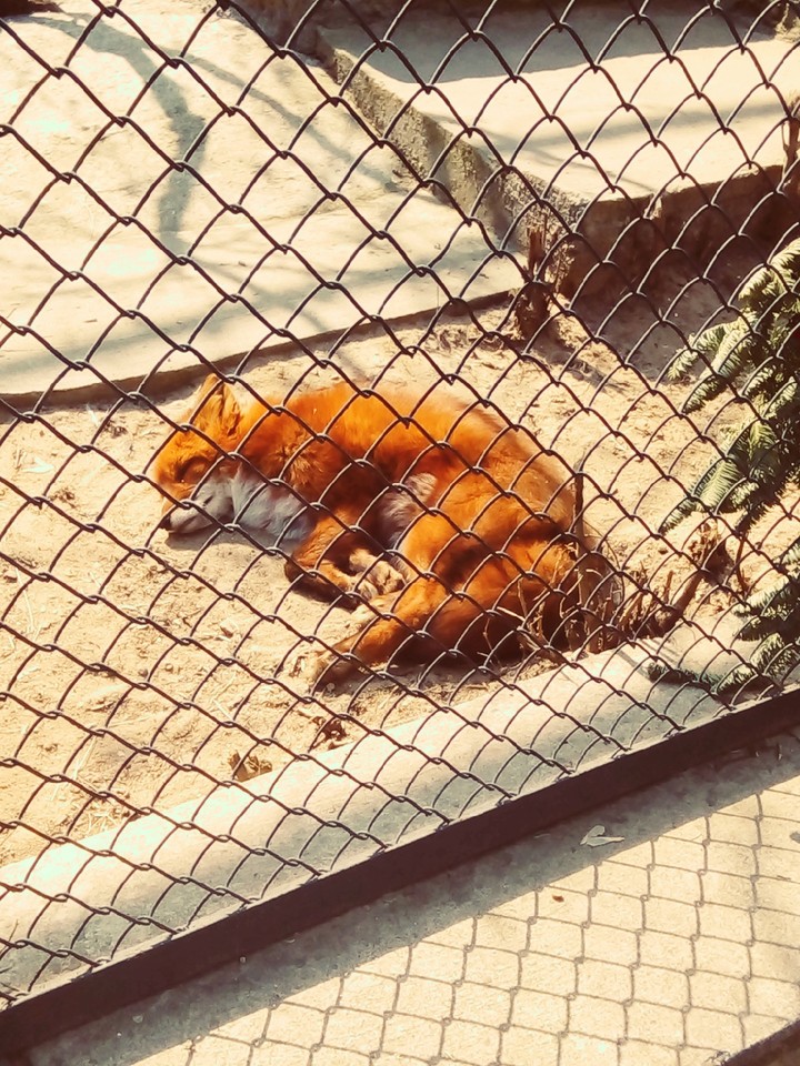 Fox
