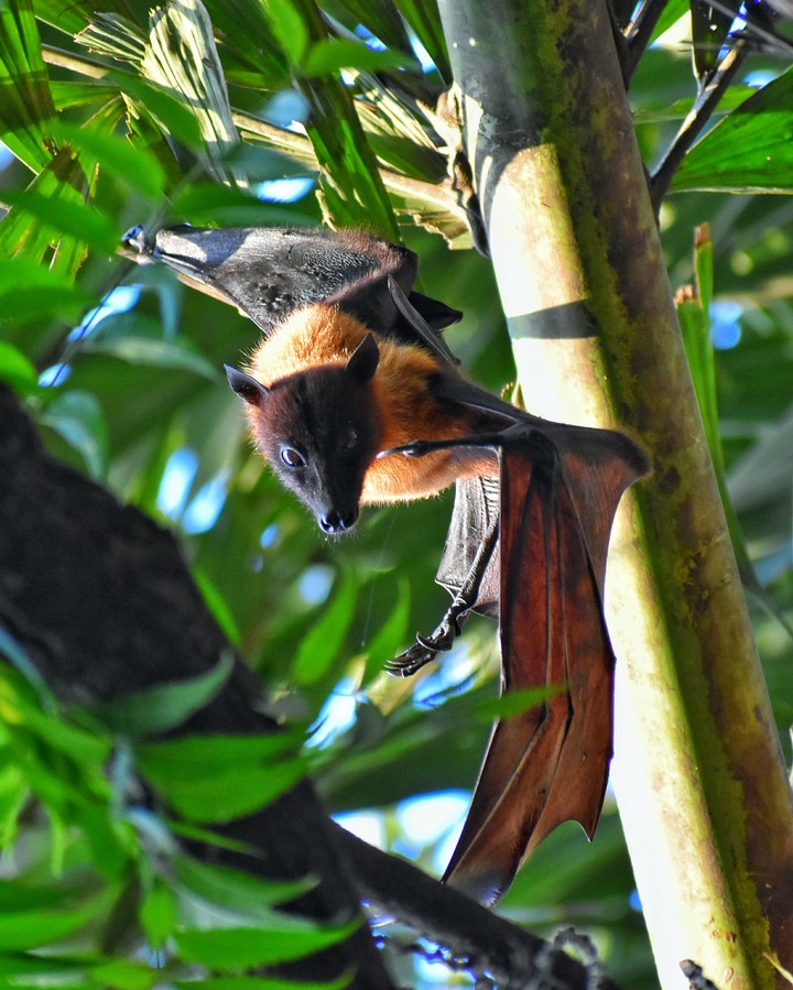 bat