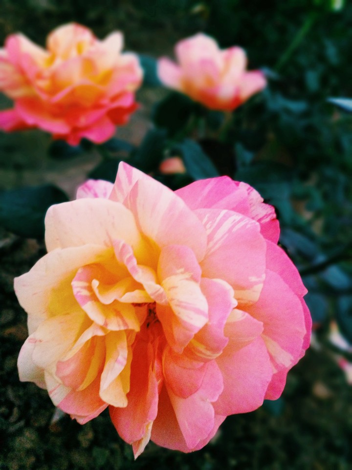 rose