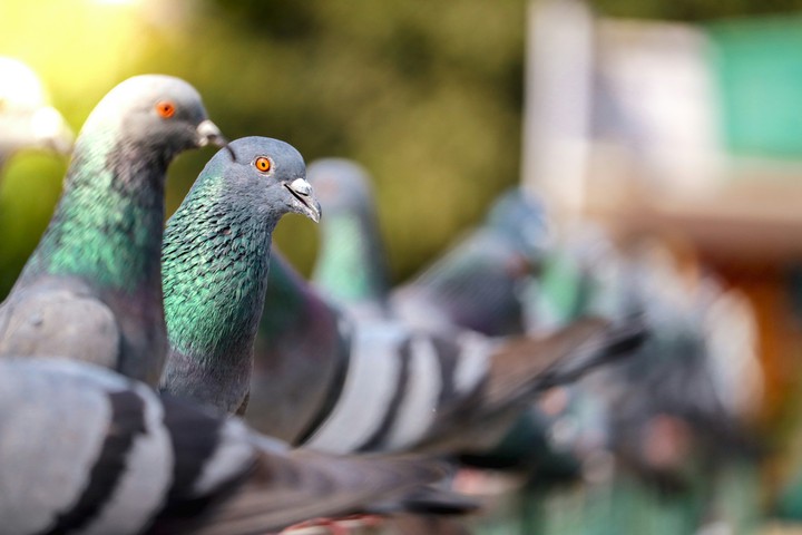 pigeon
