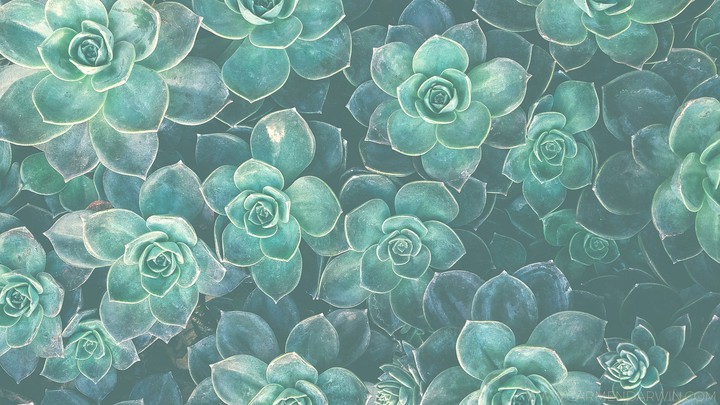 Succulents