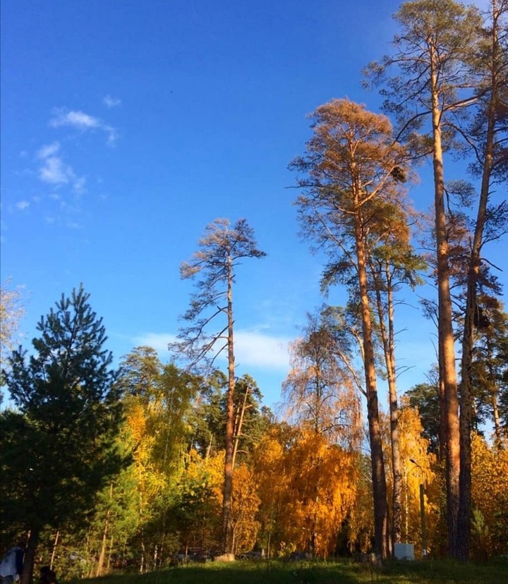 лес