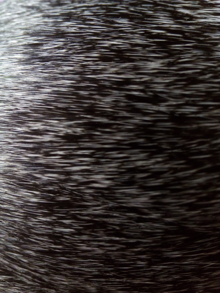 Meerschweinchen Fell