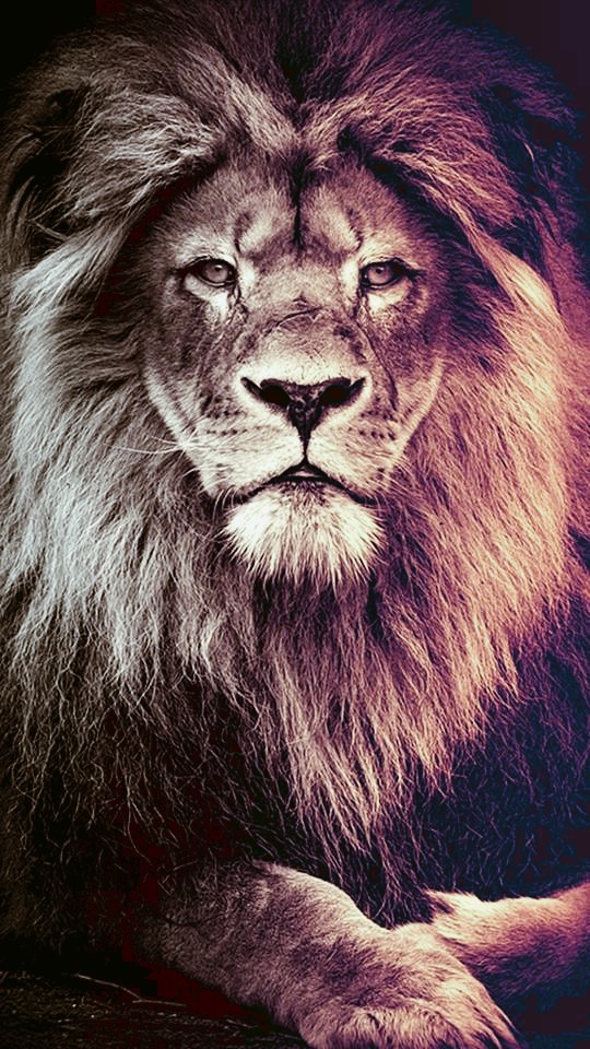 lion