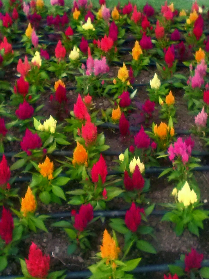 summer colours