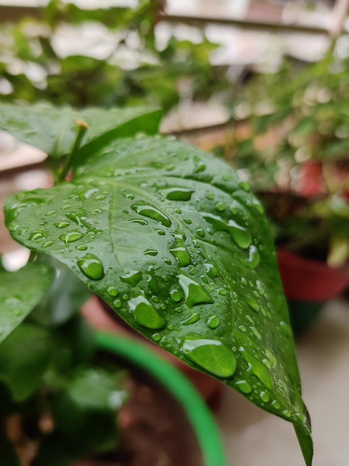 Monsoon Greenary
