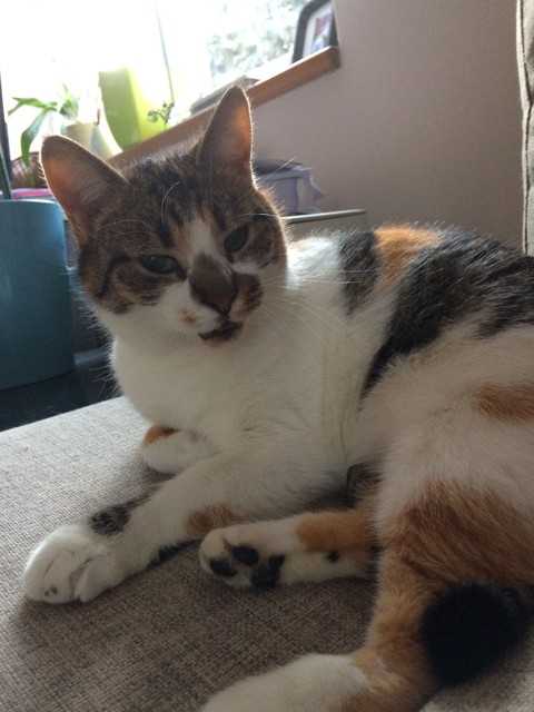 Cat