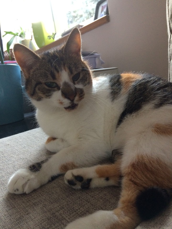 Cat