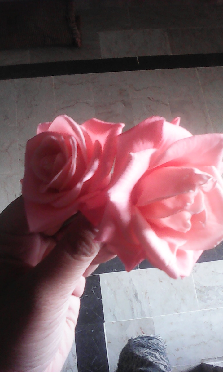 beautiful. rose