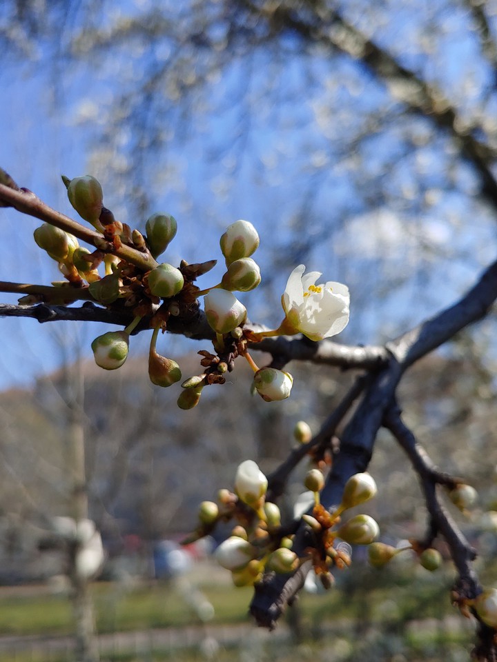 spring