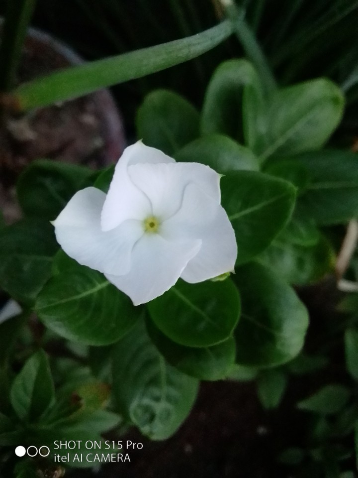 flower
