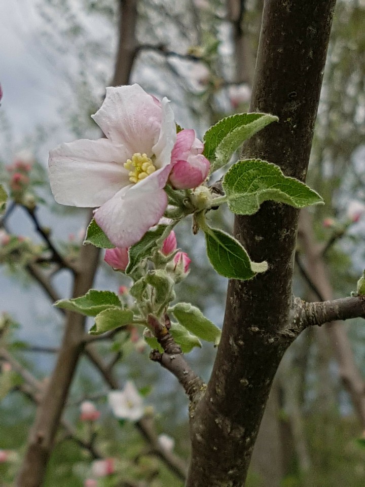 Frühling