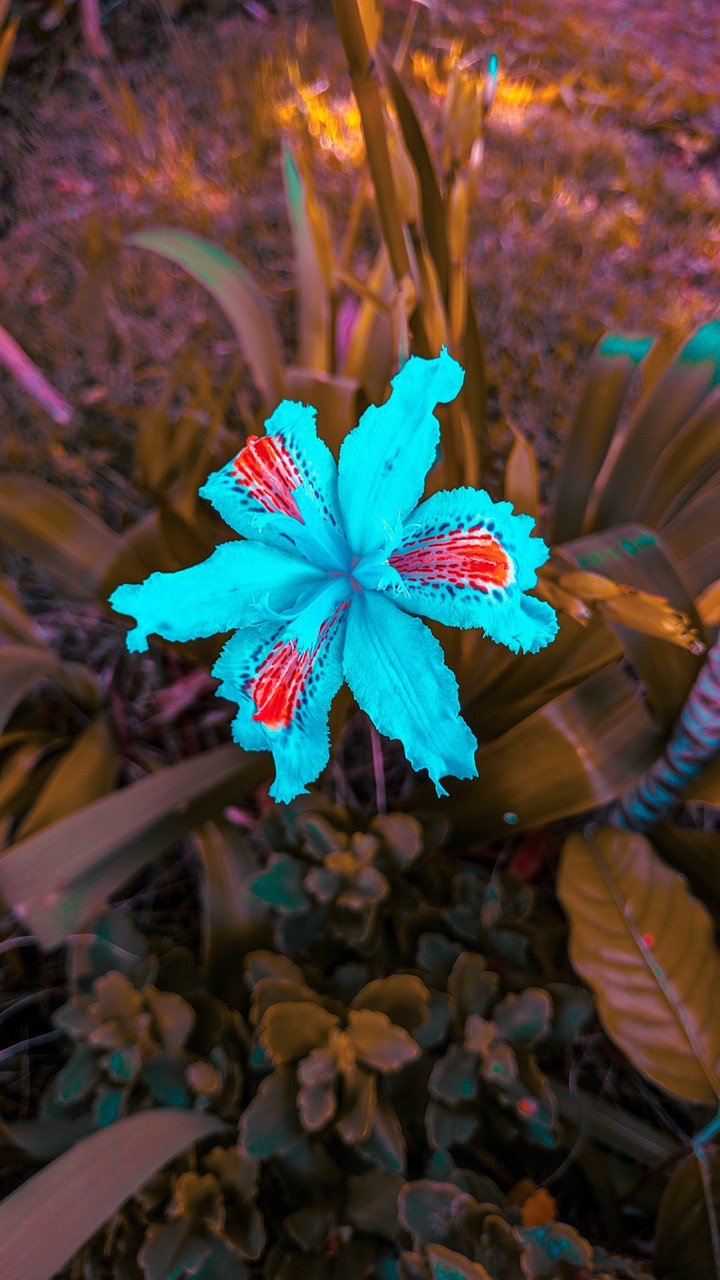 flower
