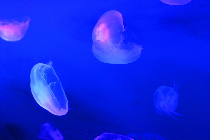 해파리.jellyfish