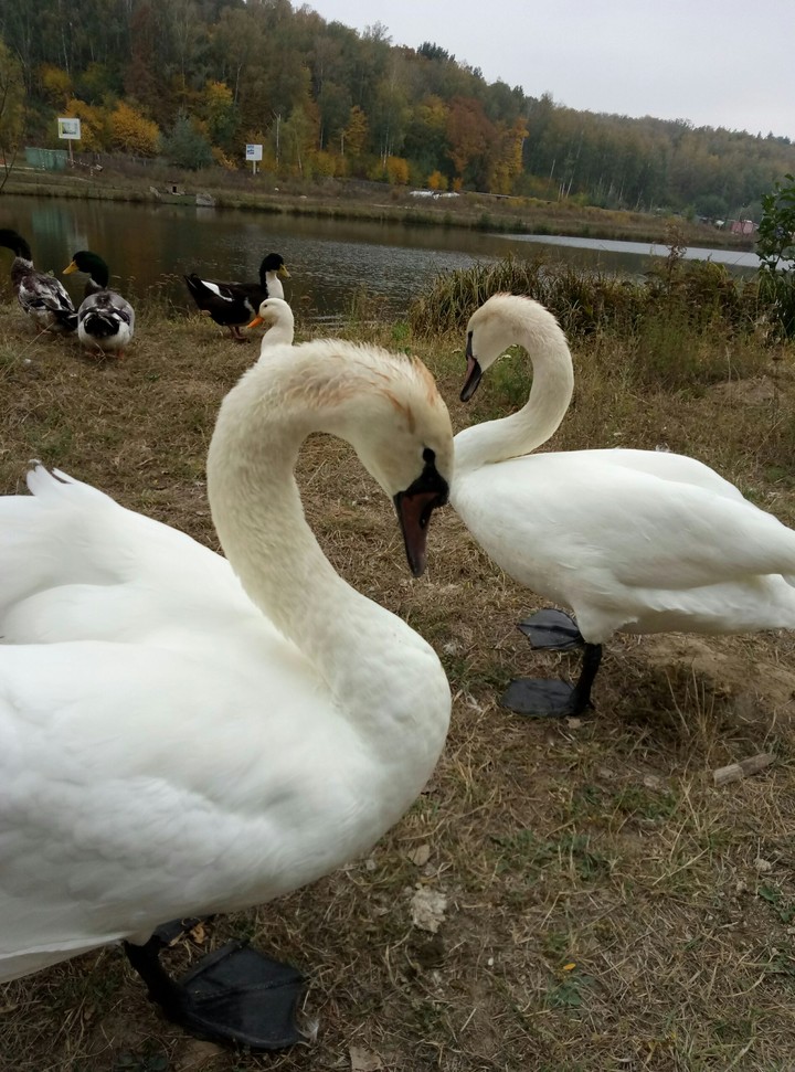 Лебеді