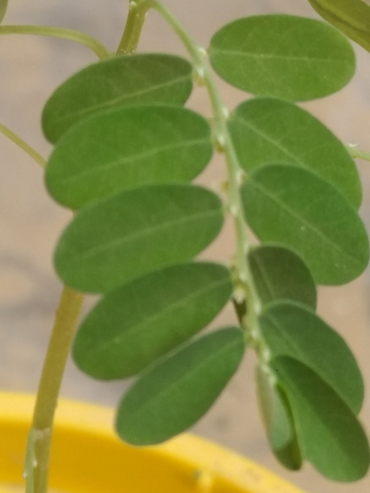 Nature Creation