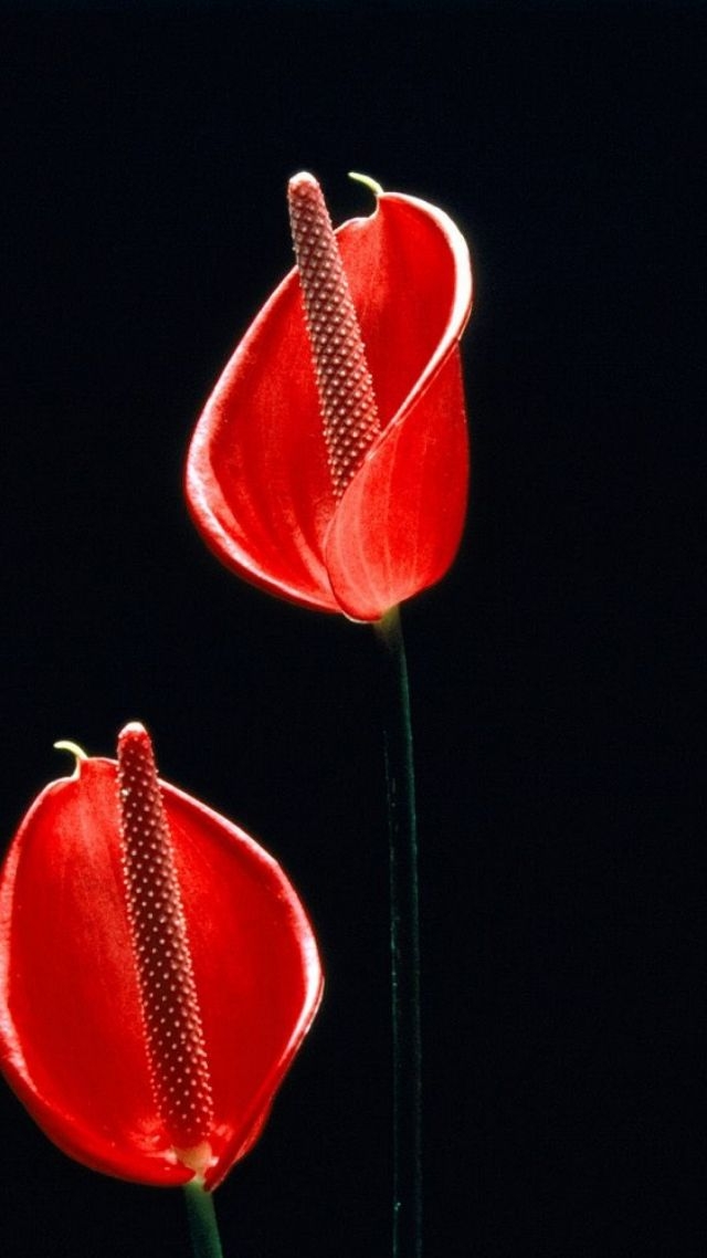 AMOLED