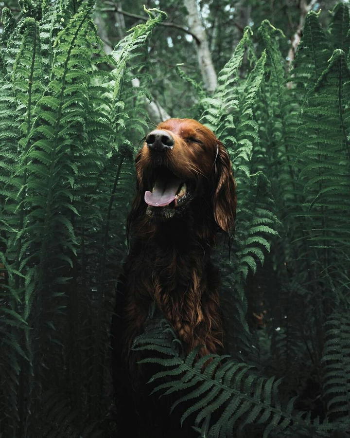 dog