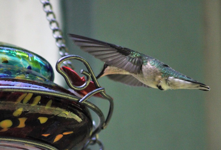 Hummingbird 2