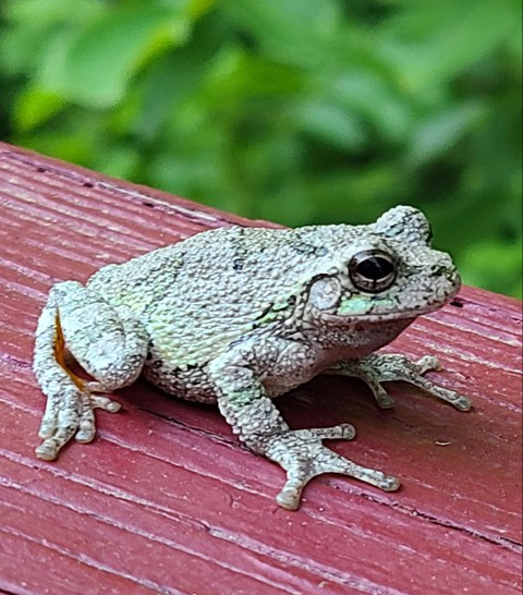 ταπετσαρίες trunk, amphibian