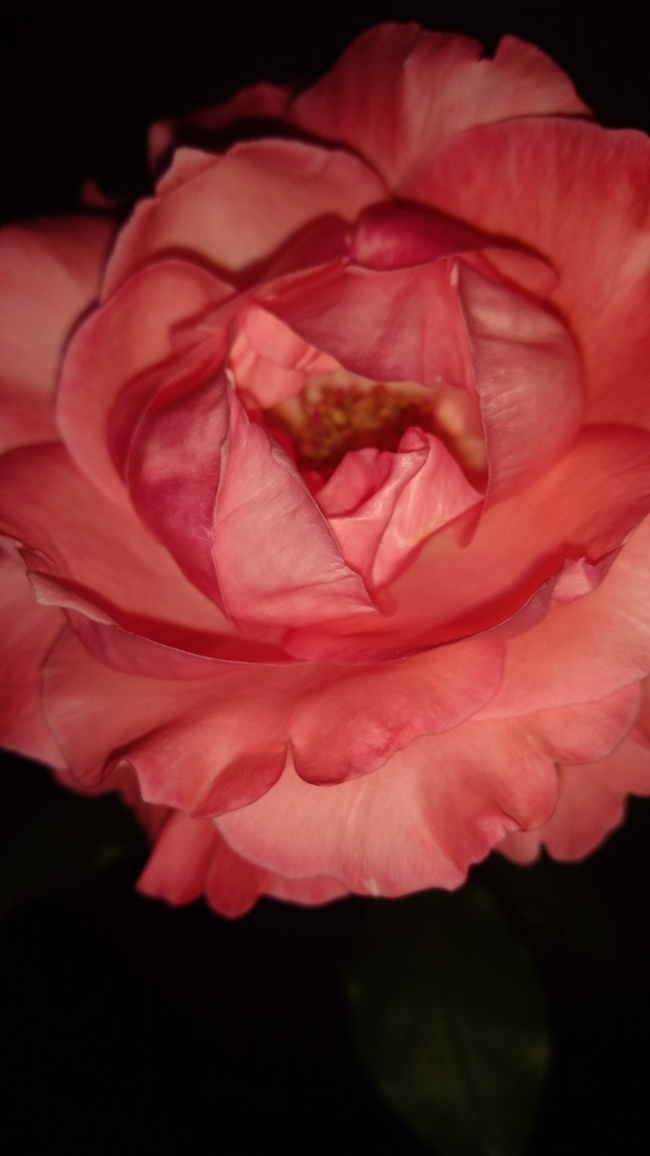 rosa