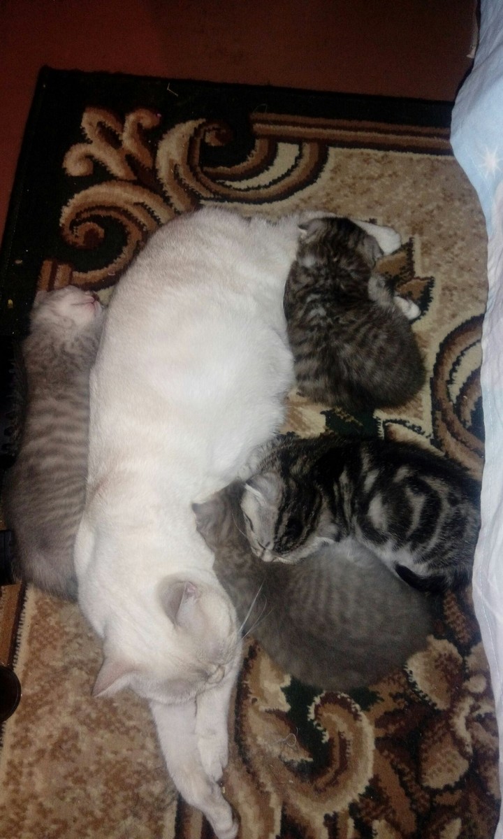 кошки