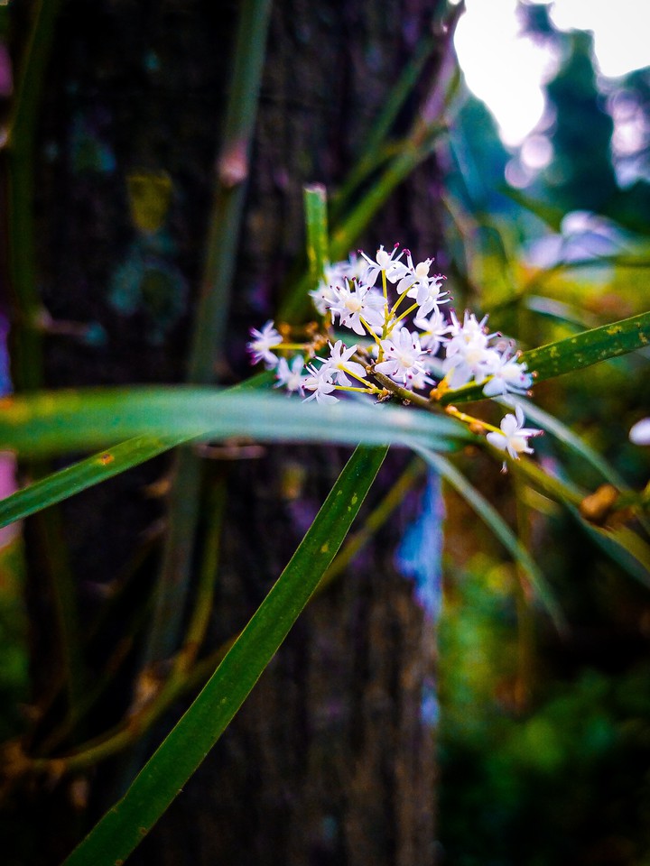 a little white