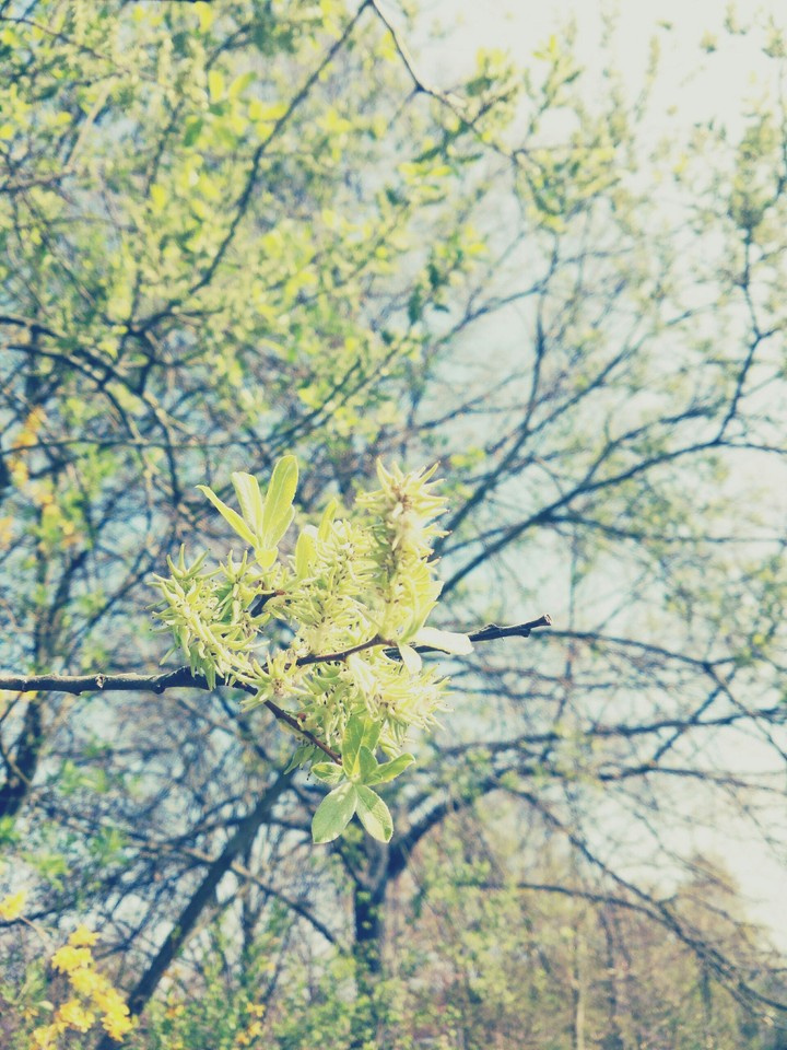 trees