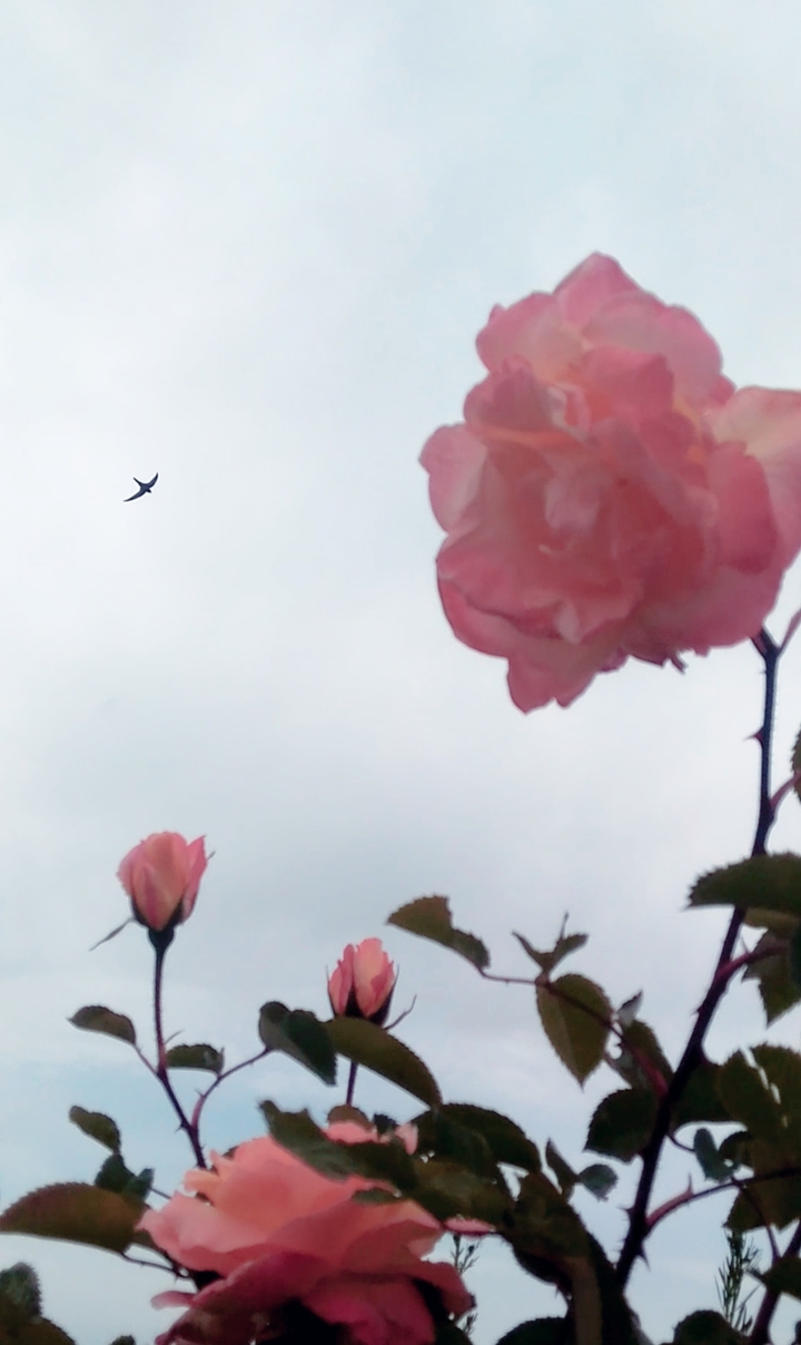 I wanna fly?