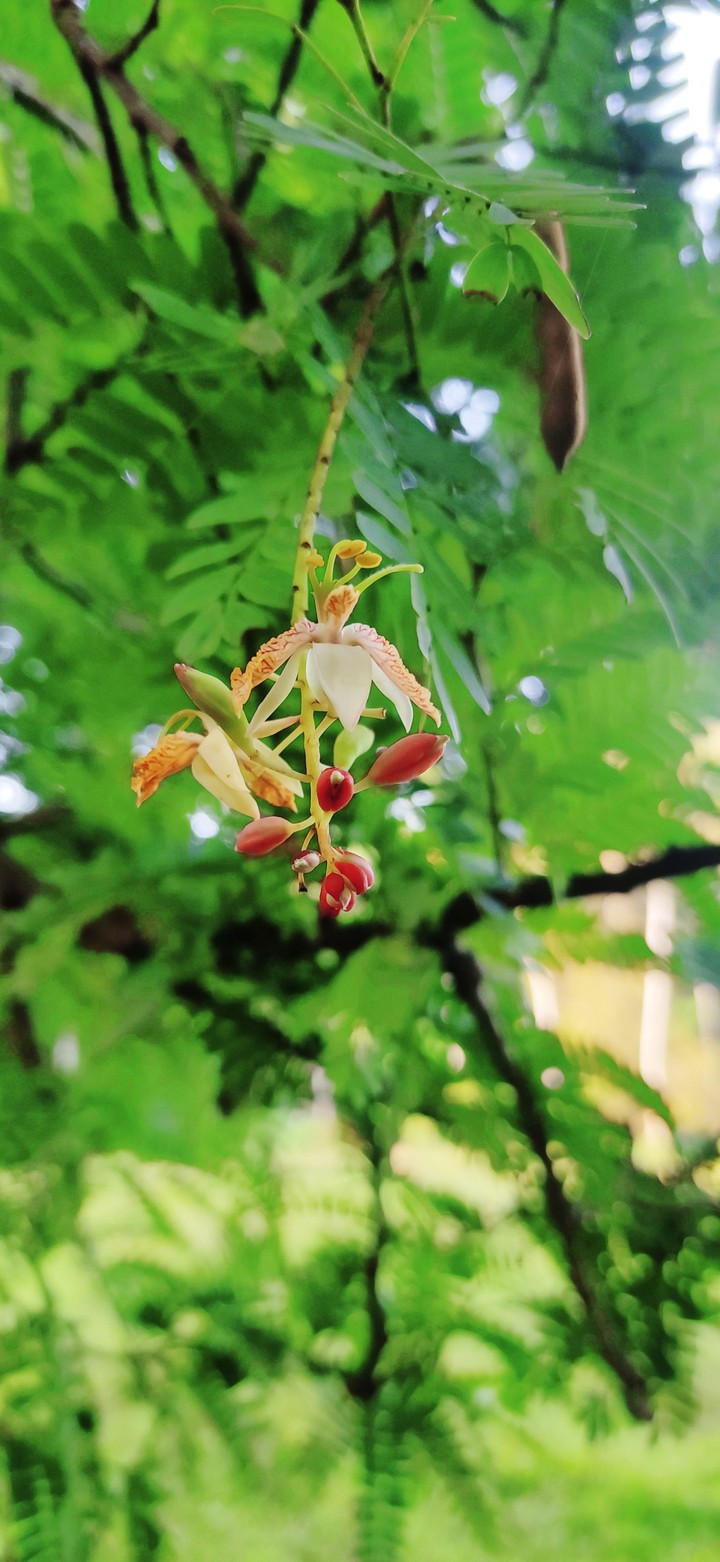 flower of tamerin