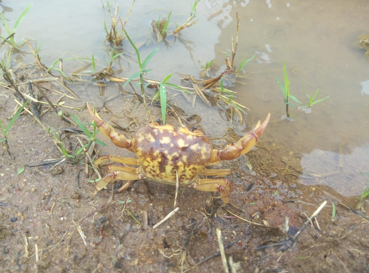 Orange Field Crab