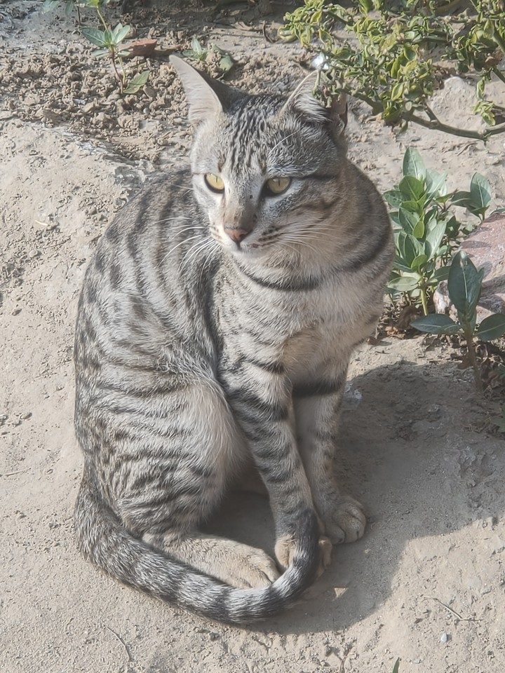 cats