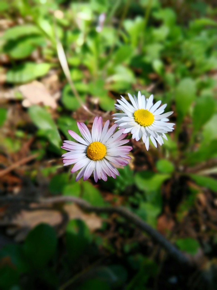 Nature