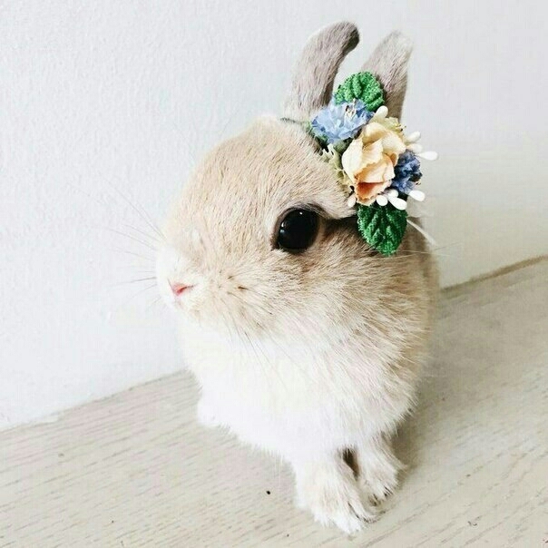 Rabbit
