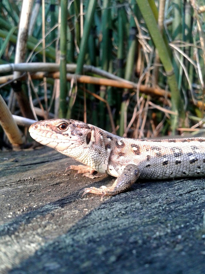 Powidz  - lizard