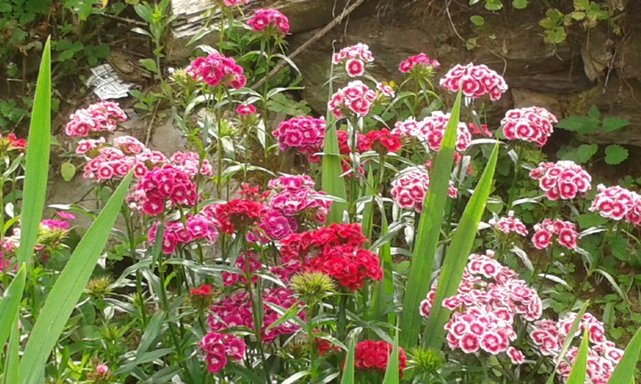Mis flores ,mi jardín