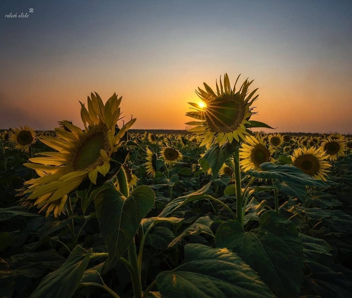 godavari sunflower