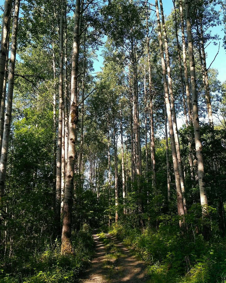 Сосновый лес