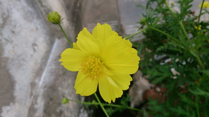 flower of rejoice.