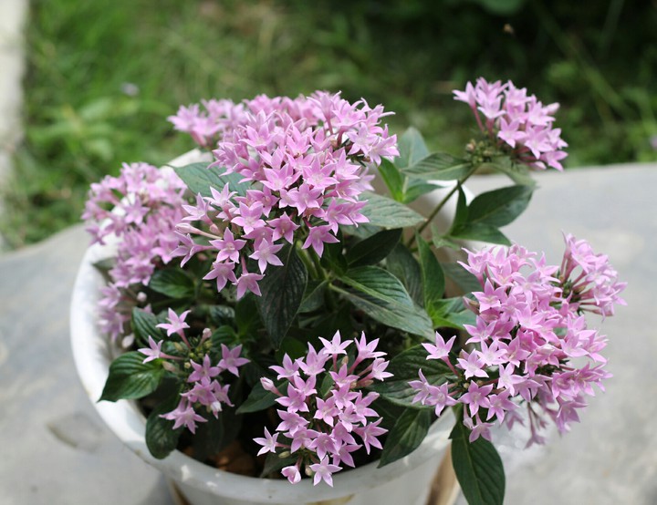 flower